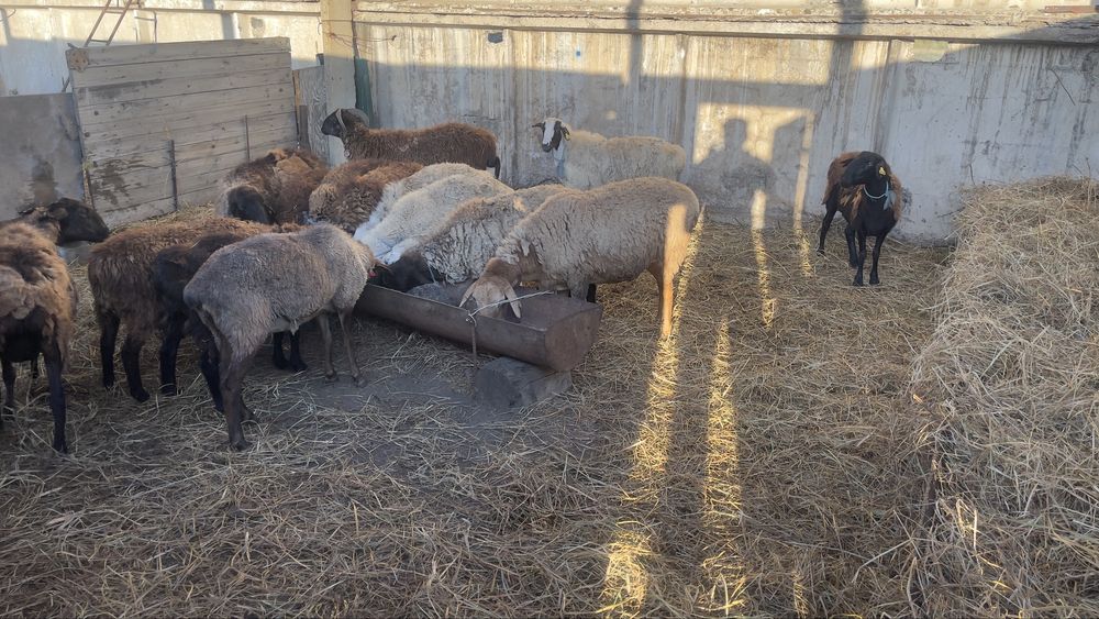 Продам баранов в городе
