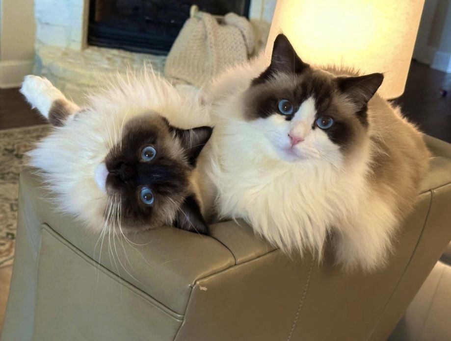 Рагдол    Регдол