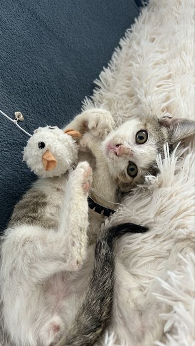 pisica spre adoptie