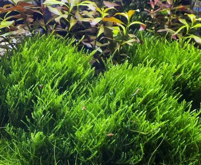 Plante acvariu Bucephalandra / Coral Moss / Muschi Fissidens Fontanus