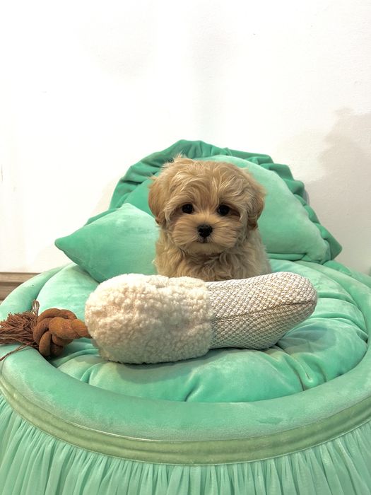 Băiețel Maltipoo – Max, 2,5 luni