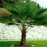 Palmier rezistent la ger 25-50cm - Trachycarpus - Plantă de Grădină