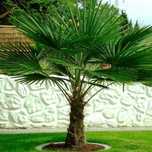 Palmier rezistent la ger 30-60cm - Trachycarpus Fortunei -