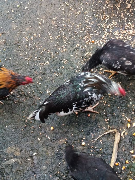 Disponibili cocoși pitici