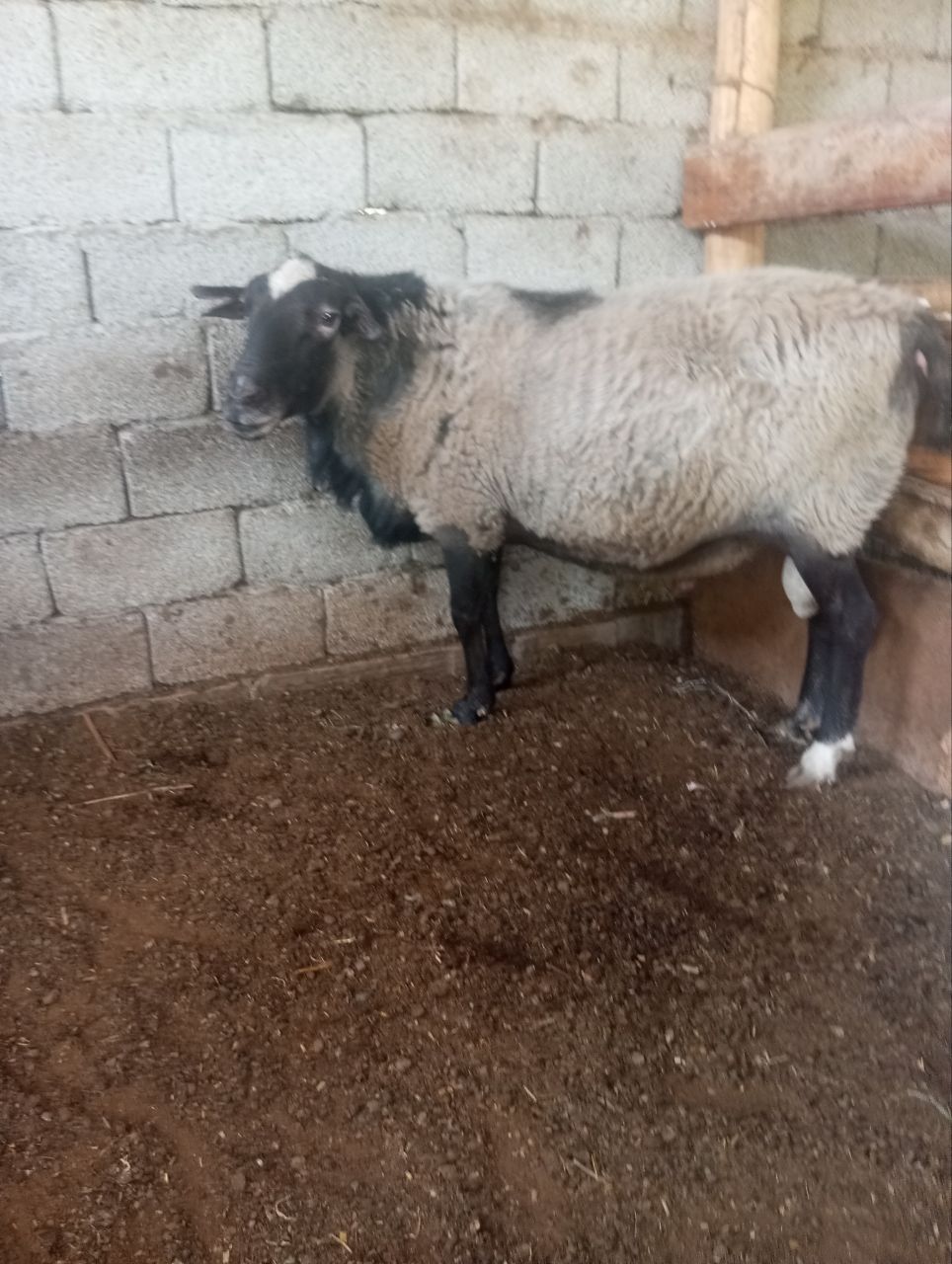 Ramanov qoʻchqor sotiladi