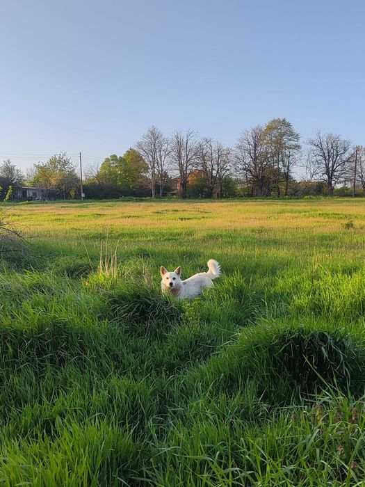 Подарявам Бели кученца Малка порода