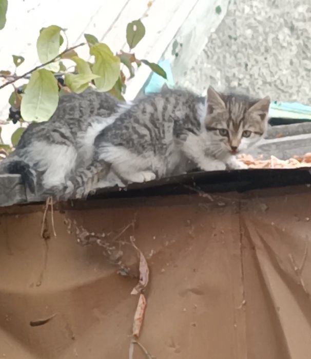Ищем дом котятам