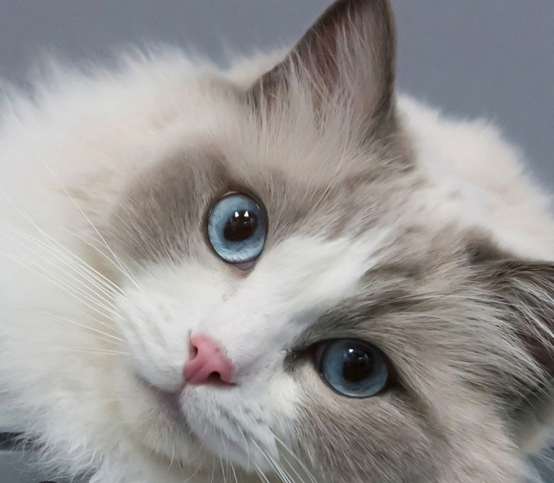 Регдоллы  чистокровные