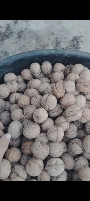 Жаңғақ  бар сатылатын