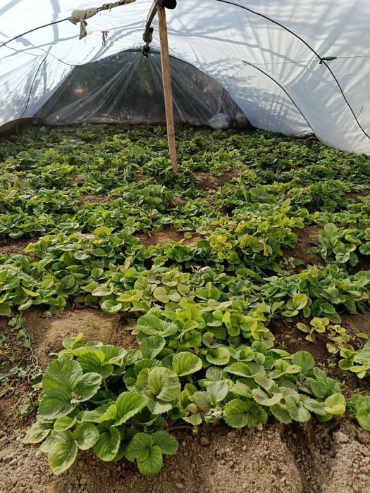 Qulupnay ko‘chatlar sotiladi