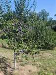 Prune de vânzare