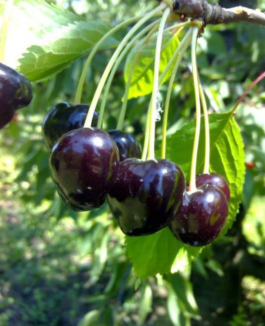 Cireș Amar De Maxut