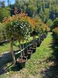 Plante ornamentale