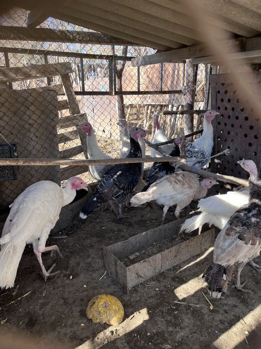 Индюки үндіктер түйетауық