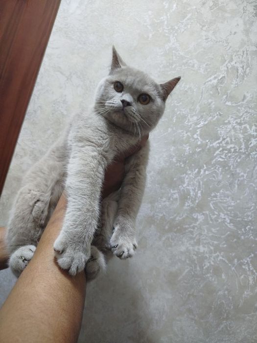 Скоттиш страйт лиловий