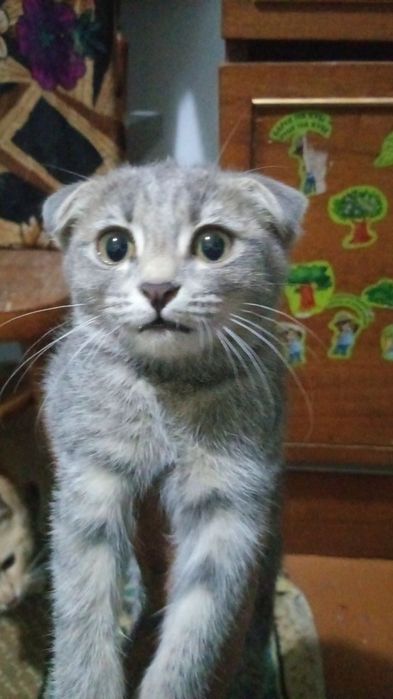 Шотландская вислоухая кошка