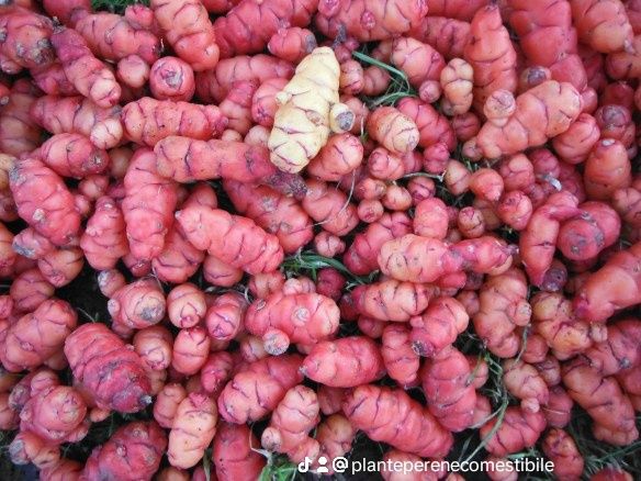 Usturoi elefant perenă , varză kale Daubenton's,ceapă egipteană, oca ,