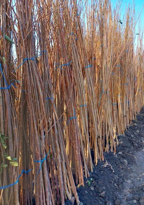 Pomi fructiferi Altoiti