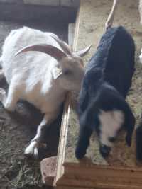 Продам породистых коз с козлятами породы Заненской и Битал