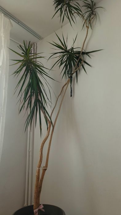 Dracaena stare buna