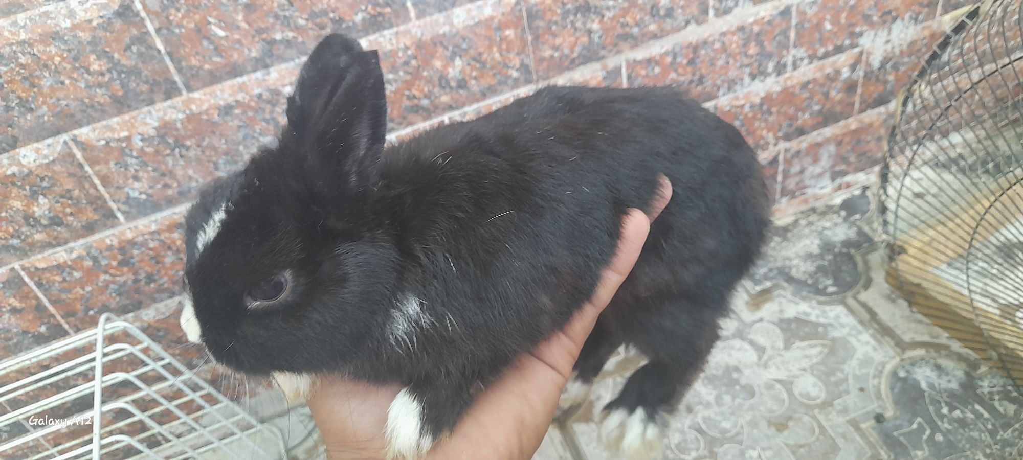 Quyon karlik panda va boshqa zotlari bor