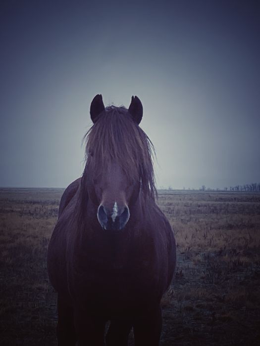 Жылқы сатылады айғыр 10 жас