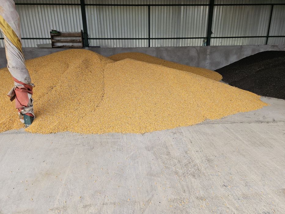 Porumb boabe si Floarea soarelui, recolta 2025