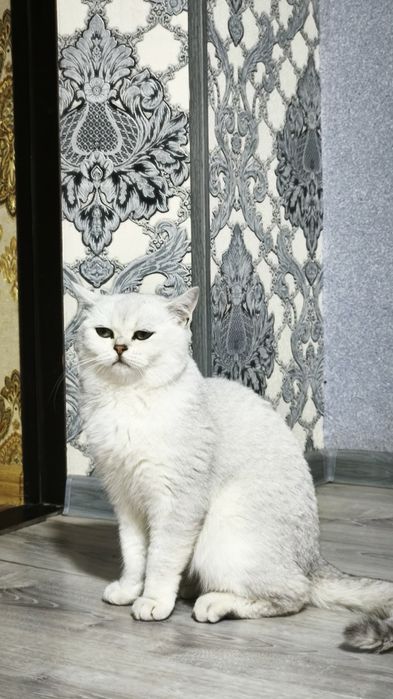 Британский короткошёрстный кот — 1,5 года, мальчик