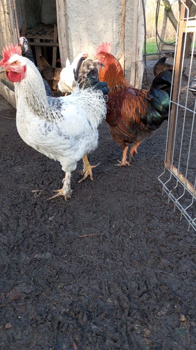 Vând cocosi de țară