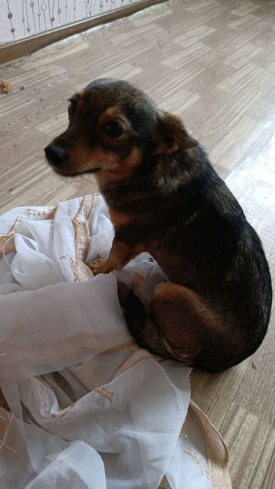 Отдам добрые руки потеряшка. Домашняя.