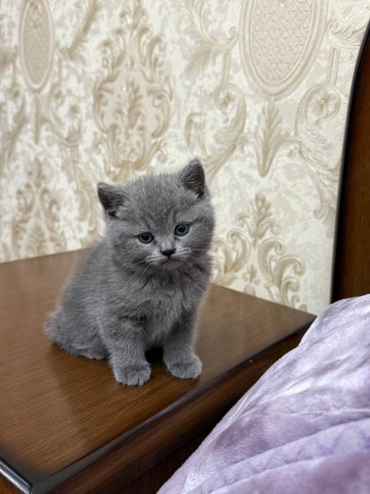 Девочка скоттиш страйт почти 2месяца продается. Мама страйт папа фолд