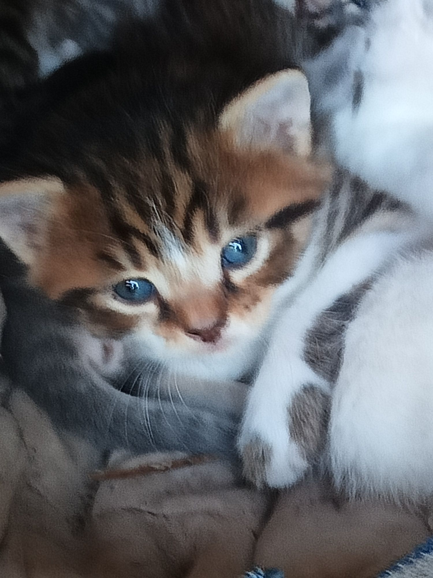 Подарявам котенца