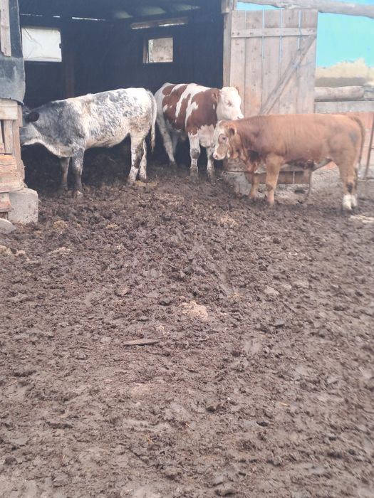 Vând viței de 200-300kg