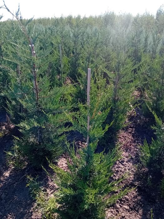 Pepinieră vând leylandi diferite dimensiuni