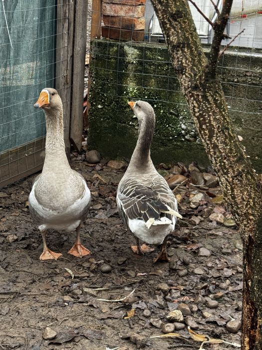 gaste tinere de vanzare