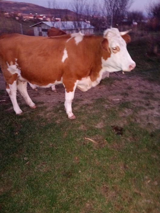 De vânzare 5 vaci Bălțate Românești