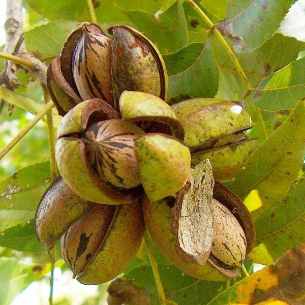Nuc Pecan (Soiul Texas )