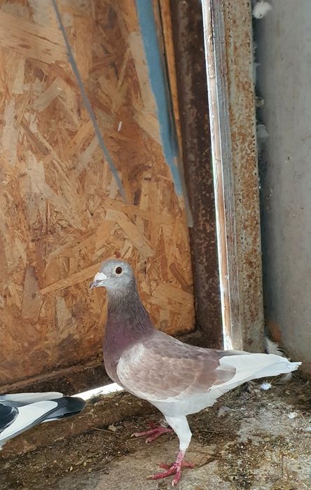 Porumbei fond maraton