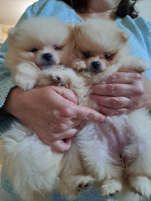 Померан мини шпиц