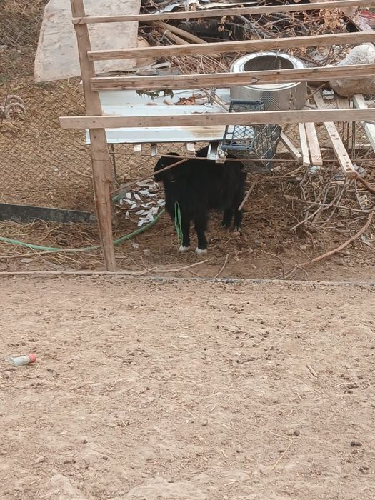 Продаётся арабская коза