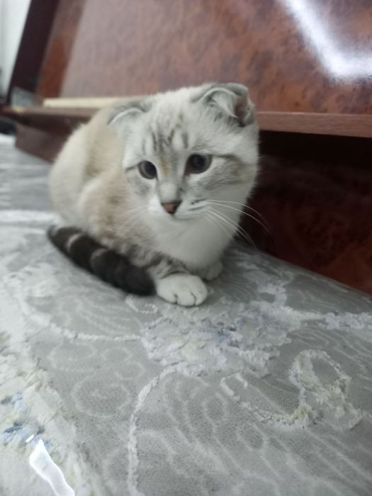 зотдор мушикча сотилади