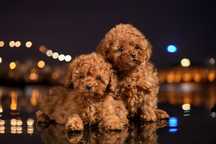 Пудел Poodle FCI pedigree