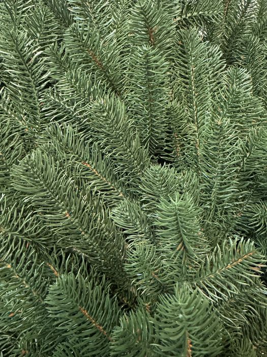 Премиум 3D Коледна Елха — 250 см