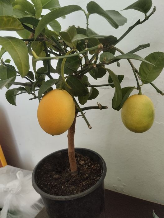 Продам саженец лимона.