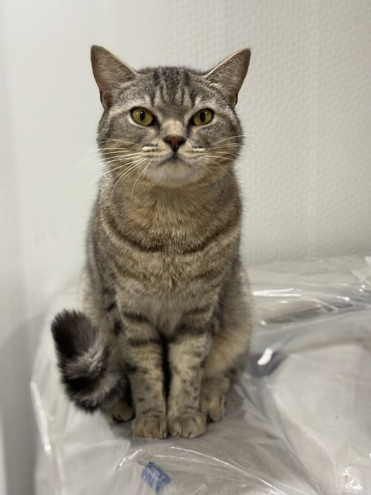 Отдам кастрированогл кота в добрые руки