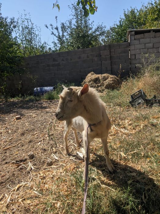 Молодой козёл (Заанен × битал пакистанская  кровь), 1,5 года, Шымкент