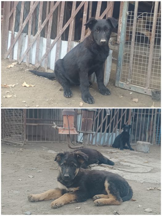 Продам щенят немецкой овчарки