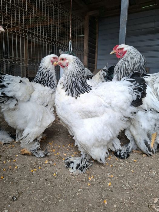 Familie brahma hd