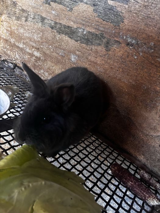 Vand iepur cap de leu pitic