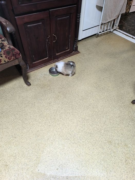 Померан мини момиче